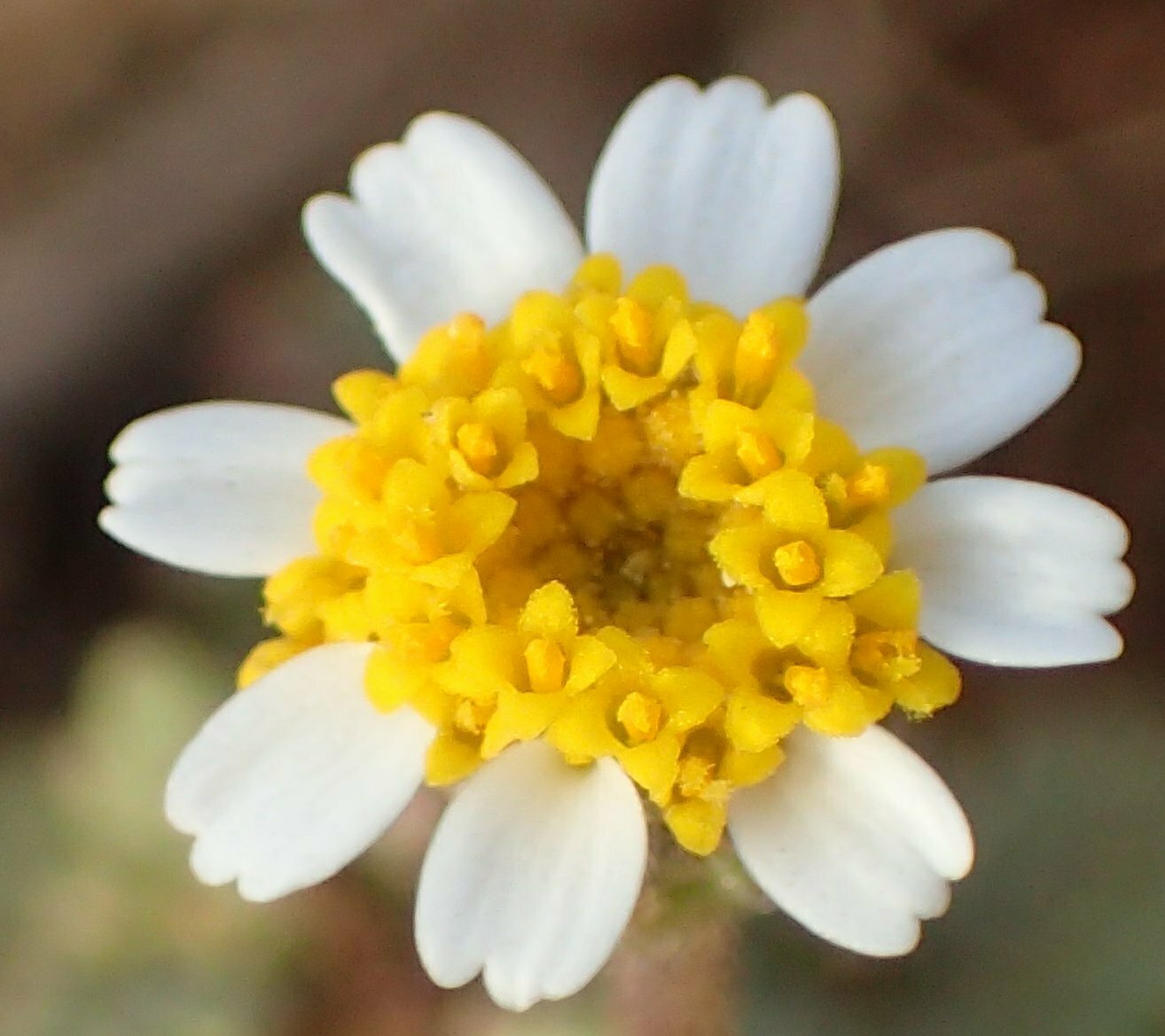 High Resolution Perityle emoryi Flower